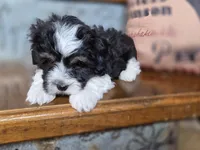 Cooper, a male Maltese and Poodle - Toy  for sale in Crawfordsville, IN – Photo 3 of 9