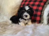 Cooper, a male Maltese and Poodle - Toy  for sale in Crawfordsville, IN – Photo 7 of 9