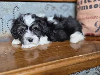Cooper, a male Maltese and Poodle - Toy  for sale in Crawfordsville, IN – Photo 5 of 9
