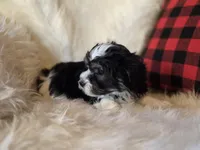 Cooper, a male Maltese and Poodle - Toy  for sale in Crawfordsville, IN – Photo 4 of 9