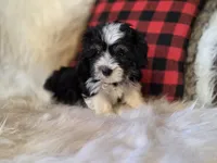 Cooper, a male Maltese and Poodle - Toy  for sale in Crawfordsville, IN – Photo 2 of 9