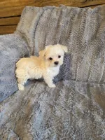 Happy, a male Maltese and Poodle - Toy  for sale in Crawfordsville, IN – Photo 5 of 6