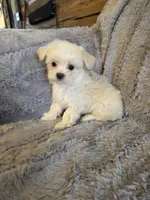 Happy, a male Maltese and Poodle - Toy  for sale in Crawfordsville, IN – Photo 1 of 6