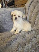 Happy, a male Maltese and Poodle - Toy  for sale in Crawfordsville, IN – Photo 2 of 6