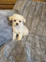 Happy, a male Maltese and Poodle - Toy  for sale in Crawfordsville, IN – Photo 4 of 6