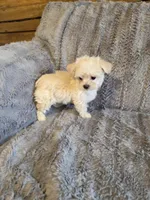Happy, a male Maltese and Poodle - Toy  for sale in Crawfordsville, IN – Photo 6 of 6