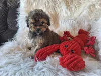 Jagger, a male Bichon Frise and Poodle - Toy  for sale in Crawfordsville, IN – Photo 4 of 8