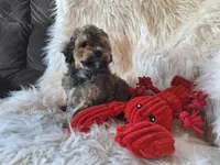 Jagger, a male Bichon Frise and Poodle - Toy  for sale in Crawfordsville, IN – Photo 7 of 8