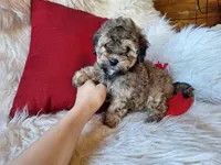Jagger, a male Bichon Frise and Poodle - Toy  for sale in Crawfordsville, IN – Photo 5 of 8