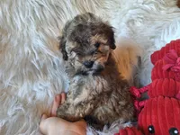 Jagger, a male Bichon Frise and Poodle - Toy  for sale in Crawfordsville, IN – Photo 2 of 8