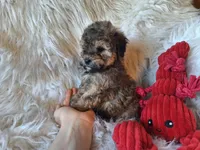 Jagger, a male Bichon Frise and Poodle - Toy  for sale in Crawfordsville, IN – Photo 3 of 8