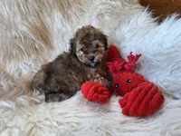 Jagger, a male Bichon Frise and Poodle - Toy  for sale in Crawfordsville, IN – Photo 6 of 8