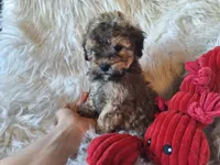 Jagger, a male Bichon Frise and Poodle - Toy  for sale in Crawfordsville, IN – Photo 1 of 8