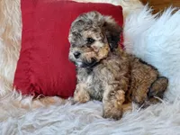 Jagger, a male Bichon Frise and Poodle - Toy  for sale in Crawfordsville, IN – Photo 8 of 8