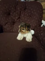 Truly Scrumptious, a female Yorkshire Terrier for sale in Crawfordsville, IN – Photo 1 of 10