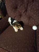 Truly Scrumptious, a female Yorkshire Terrier for sale in Crawfordsville, IN – Photo 2 of 10