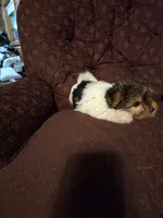 Truly Scrumptious, a female Yorkshire Terrier for sale in Crawfordsville, IN – Photo 3 of 10