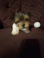 Truly Scrumptious, a female Yorkshire Terrier for sale in Crawfordsville, IN – Photo 4 of 10