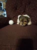 Truly Scrumptious, a female Yorkshire Terrier for sale in Crawfordsville, IN – Photo 8 of 10