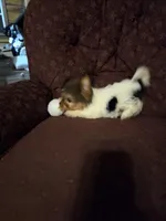 Truly Scrumptious, a female Yorkshire Terrier for sale in Crawfordsville, IN – Photo 9 of 10