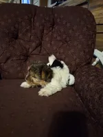 Truly Scrumptious, a female Yorkshire Terrier for sale in Crawfordsville, IN – Photo 6 of 10