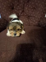 Truly Scrumptious, a female Yorkshire Terrier for sale in Crawfordsville, IN – Photo 7 of 10