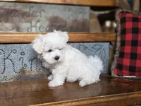 Charlie, a male Maltese and Poodle - Toy  for sale in Crawfordsville, IN – Photo 7 of 8