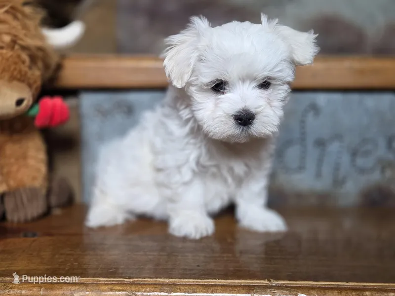 Charlie – Maltese, Poodle - Toy  puppy for sale in Crawfordsville, IN