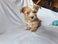 Rolly, a male Maltese and Yorkshire Terrier for sale in Crawfordsville, IN – 7 of 9