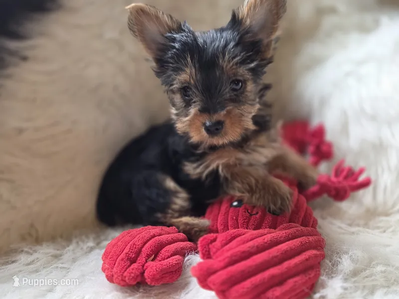 Romeo – Yorkshire Terrier puppy for sale in Crawfordsville, IN