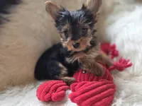 Romeo, a male Yorkshire Terrier for sale in Crawfordsville, IN – 1 of 4