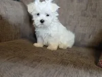 Finn, a male Maltese for sale in Crawfordsville, IN – Photo 7 of 7