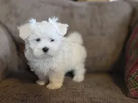 Finn, a male Maltese for sale in Crawfordsville, IN – Photo 5 of 7