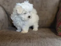 Finn, a male Maltese for sale in Crawfordsville, IN – Photo 6 of 7