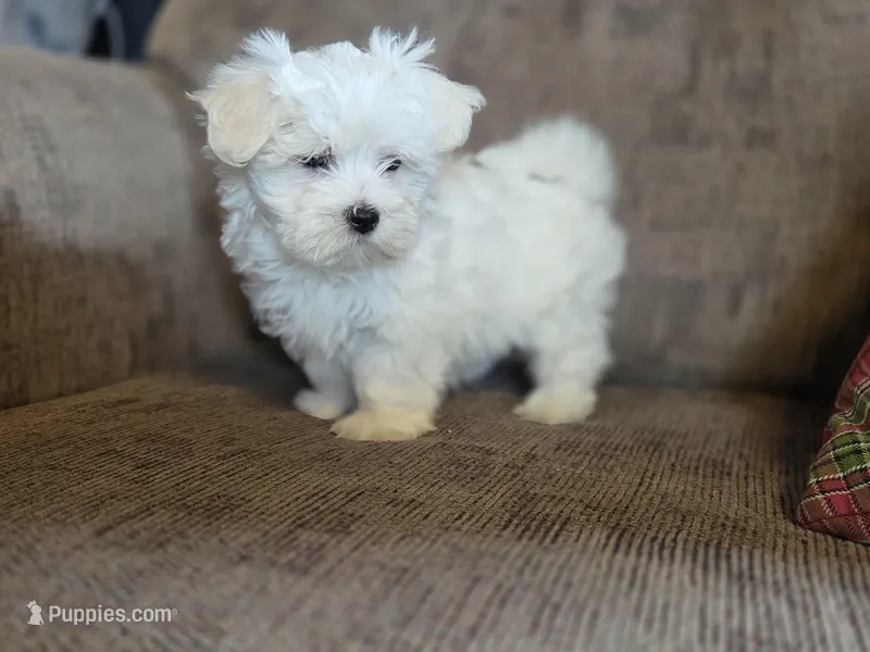 Finn – Maltese puppy for sale in Crawfordsville, IN