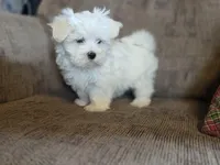 Finn, a male Maltese for sale in Crawfordsville, IN – Photo 1 of 7