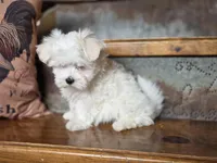 Finn, a male Maltese for sale in Crawfordsville, IN – Photo 2 of 7
