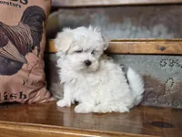 Finn, a male Maltese for sale in Crawfordsville, IN – Photo 4 of 7