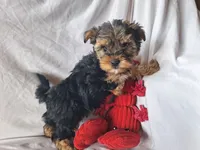Rocky, a male Maltese and Yorkshire Terrier for sale in Crawfordsville, IN – 2 of 7