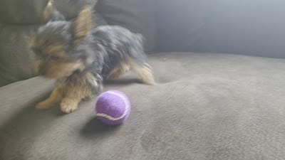 Tcup missing foot, a female Yorkshire Terrier for sale in Crawfordsville, IN – 4 of 4