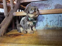 Tucker, a male Yorkshire Terrier for sale in Crawfordsville, IN – Photo 3 of 9