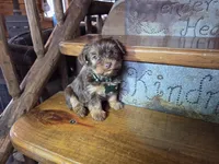 Tucker, a male Yorkshire Terrier for sale in Crawfordsville, IN – Photo 2 of 9