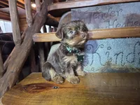 Tucker, a male Yorkshire Terrier for sale in Crawfordsville, IN – Photo 5 of 9