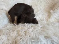 Tucker, a male Yorkshire Terrier for sale in Crawfordsville, IN – Photo 9 of 9