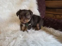 Tucker, a male Yorkshire Terrier for sale in Crawfordsville, IN – Photo 8 of 9