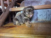 Tucker, a male Yorkshire Terrier for sale in Crawfordsville, IN – Photo 7 of 9