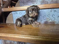 Tucker, a male Yorkshire Terrier for sale in Crawfordsville, IN – Photo 6 of 9
