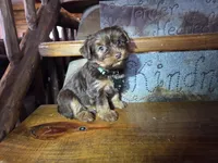 Tucker, a male Yorkshire Terrier for sale in Crawfordsville, IN – Photo 1 of 9