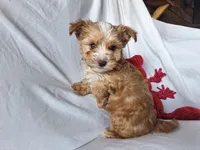 Rolly, a male Maltese and Yorkshire Terrier for sale in Crawfordsville, IN – 8 of 9