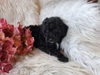 Jade, a female Bichon Frise and Poodle - Toy  for sale in Crawfordsville, IN – Photo 5 of 7